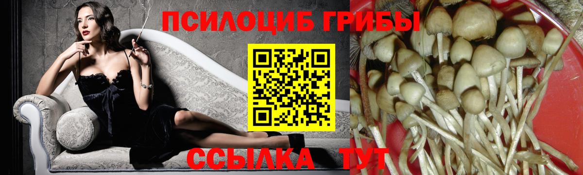 Псилоцибиновые грибы Psilocybine cubensis Саратов